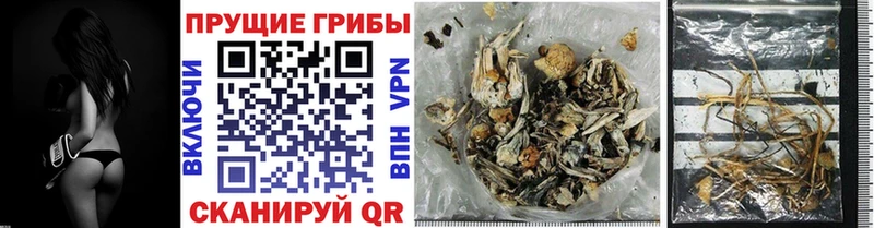 блэк спрут ссылка  Камызяк  Псилоцибиновые грибы Psilocybe  наркотики 